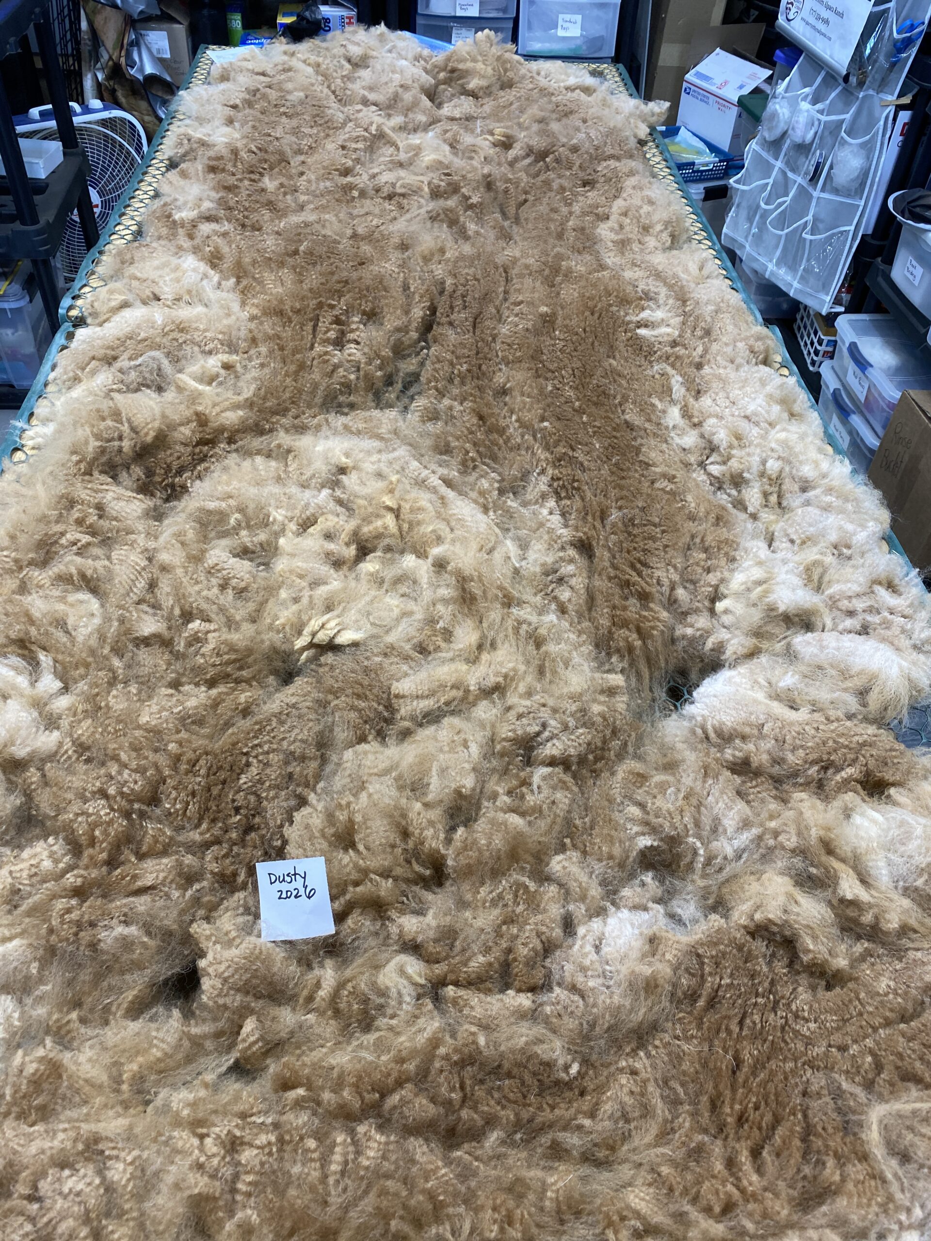 2026~~ Golden Fawn Alpaca Fleece -Gold's Dust - Image 4