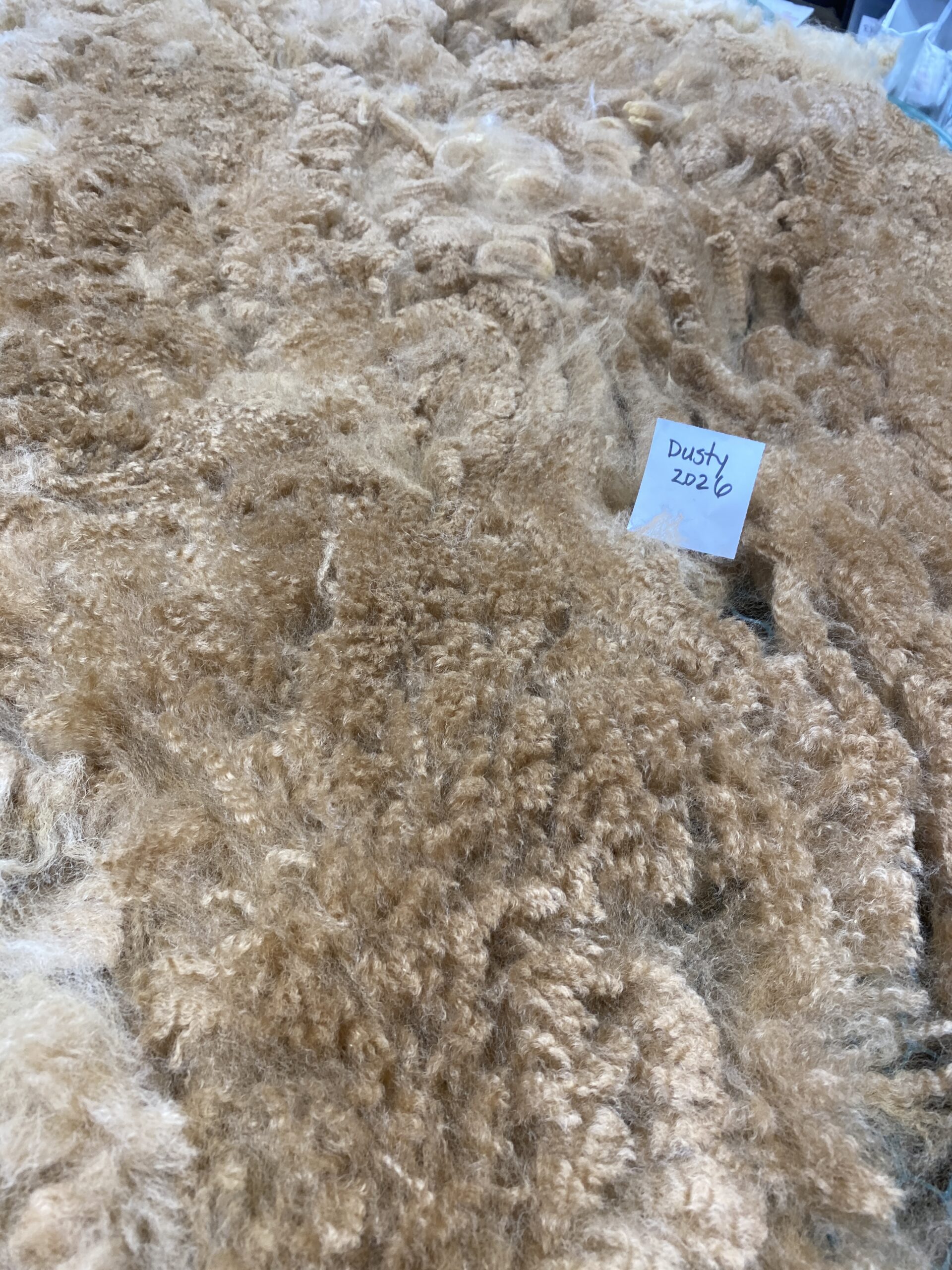 2026~~ Golden Fawn Alpaca Fleece -Gold's Dust - Image 5