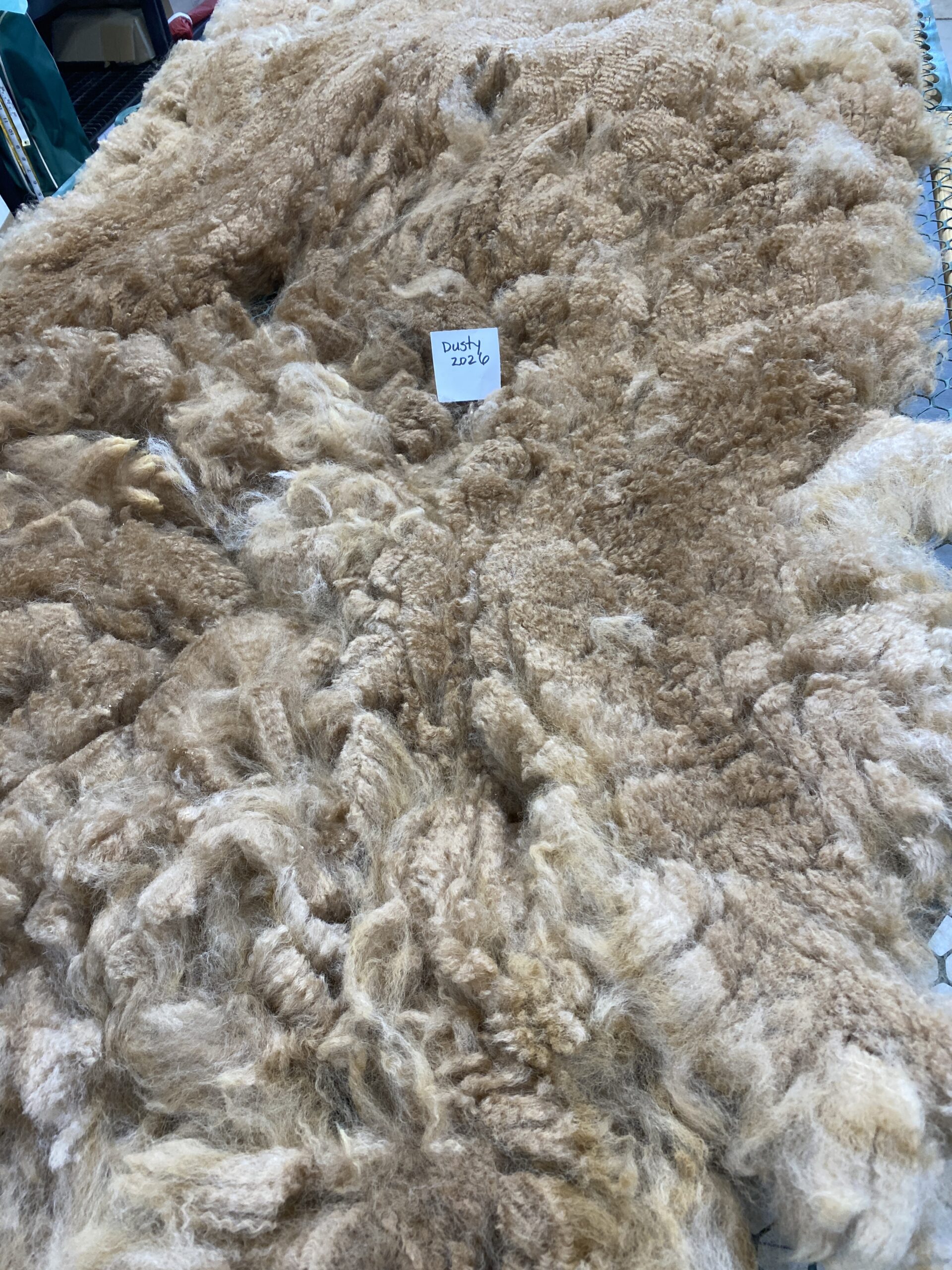 2026~~ Golden Fawn Alpaca Fleece -Gold's Dust - Image 6