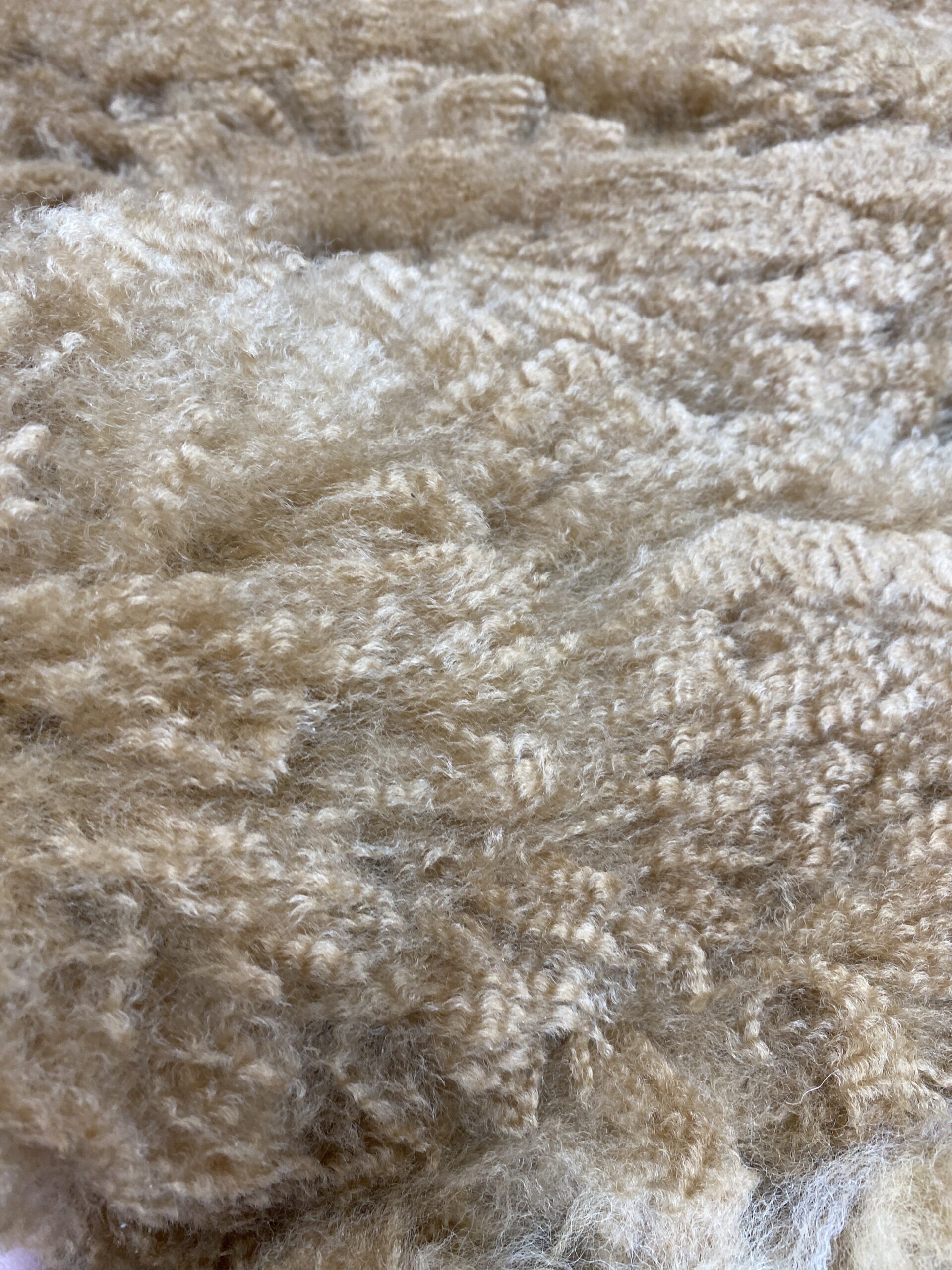 2026~~ Golden Fawn Alpaca Fleece -Gold's Dust