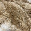 SOLD                   2024 Golden Fawn Alpaca Fleece -Gold Dust - Image 5