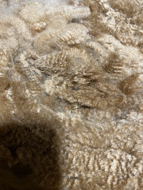 SOLD                   2024 Golden Fawn Alpaca Fleece -Gold Dust