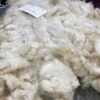 SOLD    2024 White Alpaca Fleece~ Tinsel - Image 4