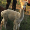 A young white Alpaca at Quarry Critters Alpaca Ranch.