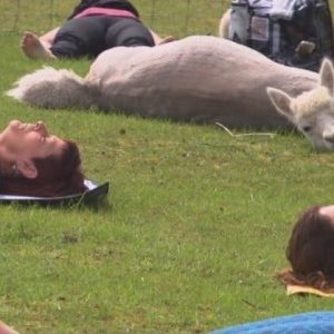 Alpaca Yoga Classes Gettysburg, PA