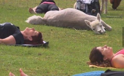 Alpaca Yoga Classes Gettysburg, PA