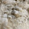 SOLD 2024 White Huacaya Alpaca Fleece ~ ICE MAN - Image 3