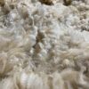 SOLD 2024 White Huacaya Alpaca Fleece ~ ICE MAN - Image 4