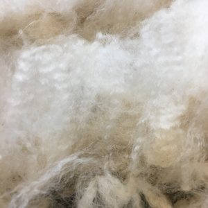 SOLD 2024 White Huacaya Alpaca Fleece ~ ICE MAN