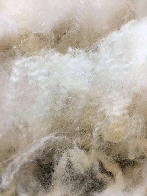 SOLD 2024 White Huacaya Alpaca Fleece ~ ICE MAN
