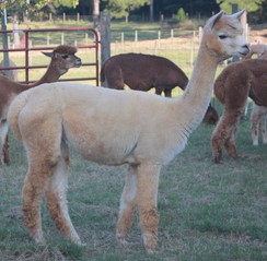 Huacaya Bred Female Alpacas for Sale in PA