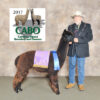 SOLD 2024 True Black Alpaca  Fleece ~ Speed Skater - Image 3