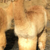QCAR Midnight's Reginald - Image 9