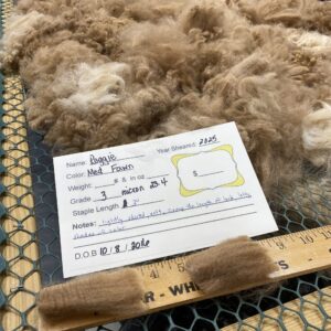 Sold -2025 Raw Fawn Fleece - Reggie