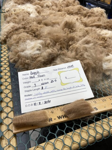 Sold -2025 Raw Fawn Fleece - Reggie