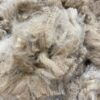 Sold -2025 Raw Fawn Fleece - Reggie - Image 2