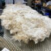 Raw White 2025 Alpaca Fleece ~Jasmine - Image 3