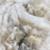 Raw White 2025 Alpaca Fleece ~Jasmine - Image 4