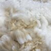 Raw White 2025 Alpaca Fleece ~Jasmine - Image 5