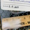 2024~~Zipper like crimp white Alpaca Fleece~Trek - Image 3