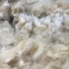 2024~~Zipper like crimp white Alpaca Fleece~Trek - Image 6