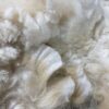 2024~~Zipper like crimp white Alpaca Fleece~Trek - Image 7