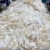 2024~~Zipper like crimp white Alpaca Fleece~Trek - Image 8