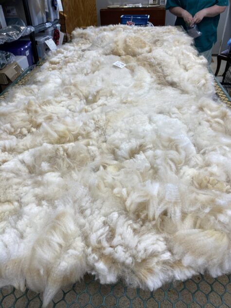 2024~~Zipper like crimp white Alpaca Fleece~Trek