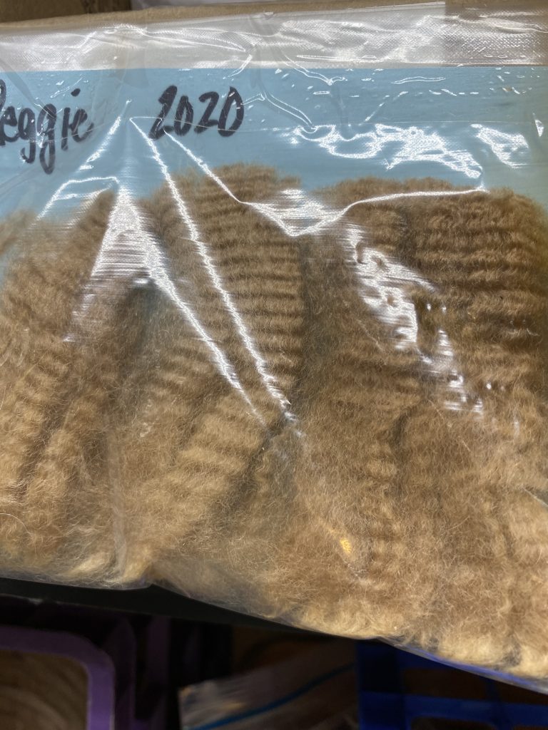 Raw Fleece from alpaca named Reggie 2020 Quarry Critters Alpaca Ranch