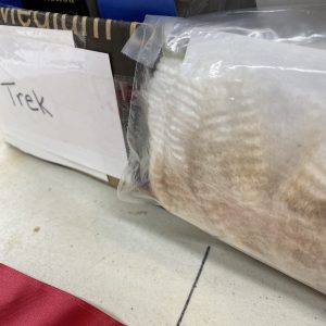 SOLD~2022  Trek's Alpaca Fleece