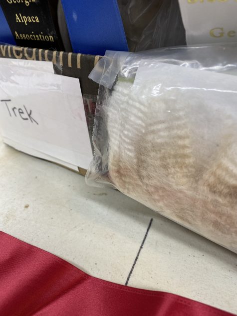 SOLD~2022  Trek's Alpaca Fleece