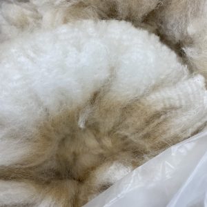 SOLD Raw White 2024Alpaca Fleece ~Jasmine