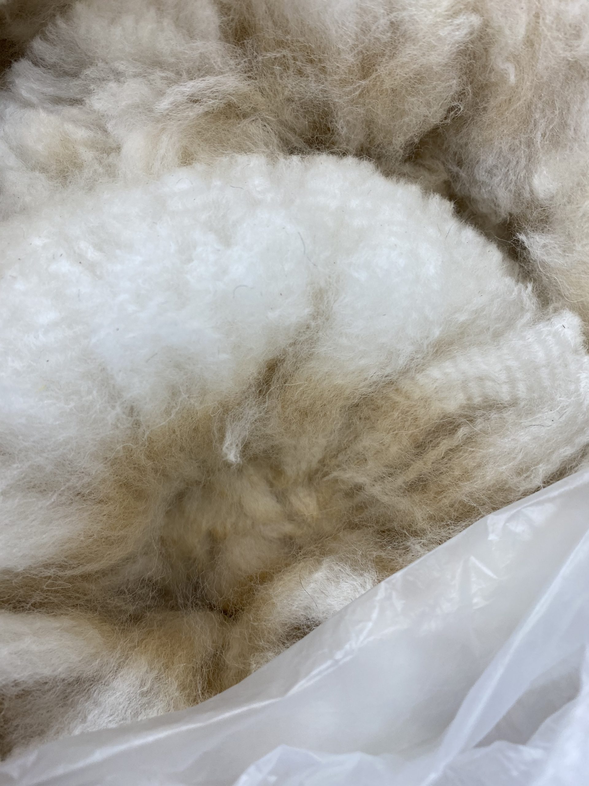 SOLD Raw White 2023 Alpaca Fleece ~Jasmine - Quarry Critters Alpaca Ranch
