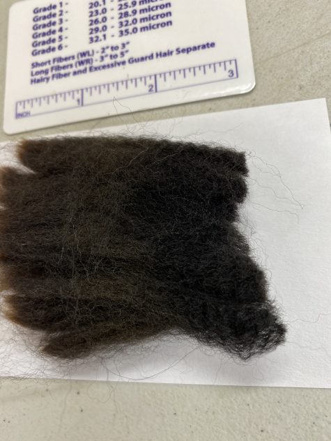 SOLD 2024 True Black Alpaca  Fleece ~ Speed Skater