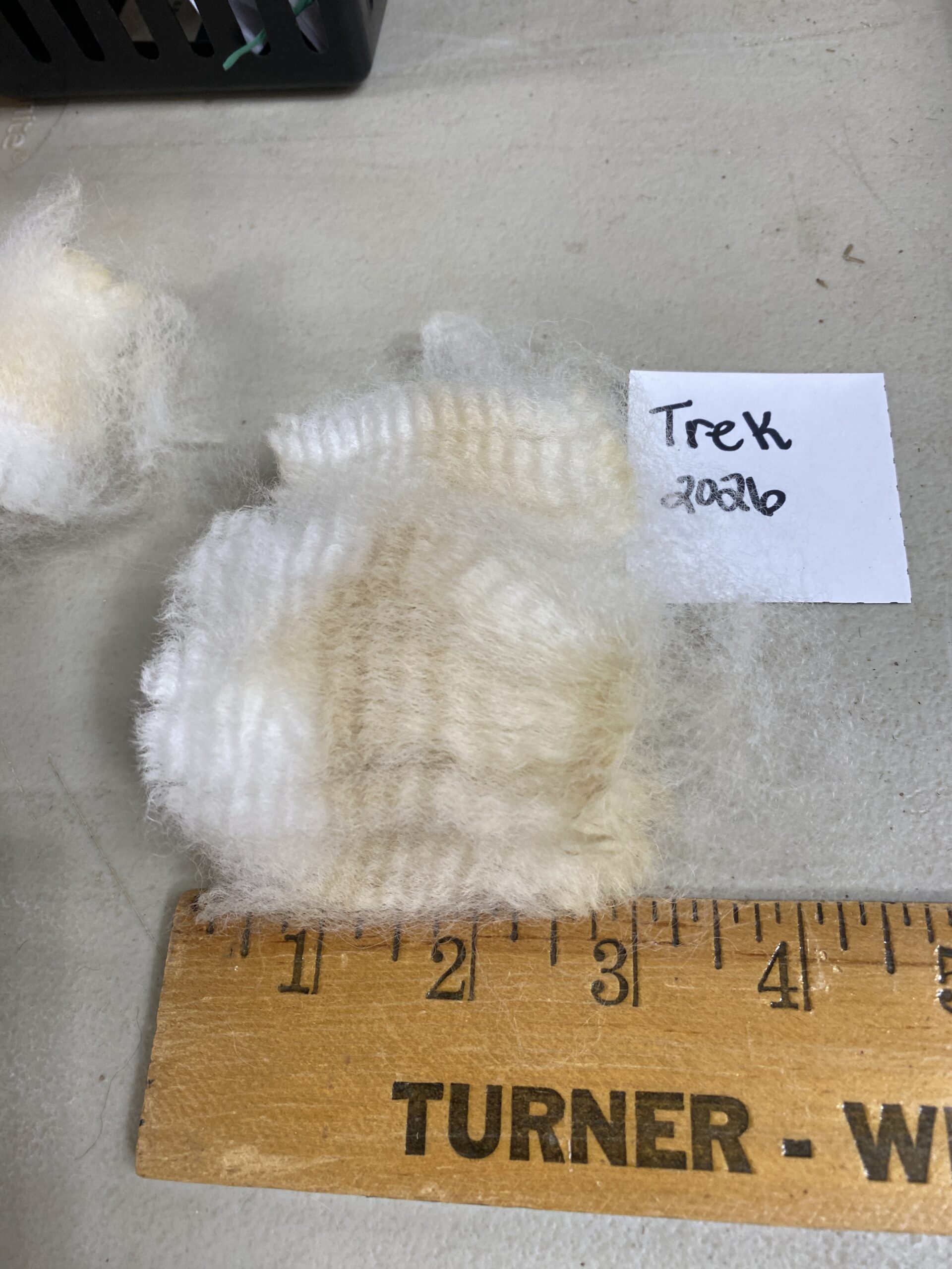 2026~ Lofty dense white Alpaca Fleece~Trek - Image 2