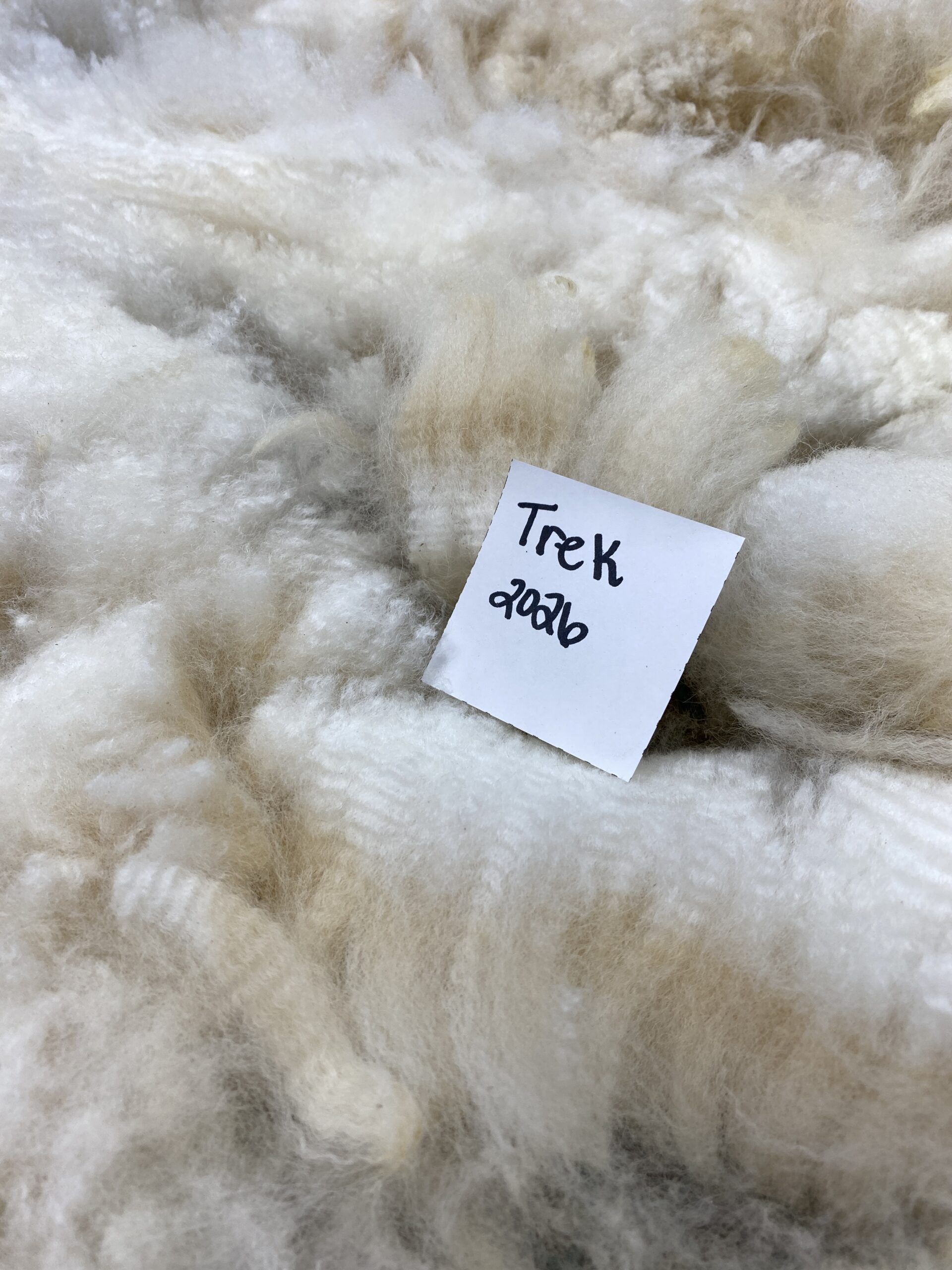 2026~ Lofty dense white Alpaca Fleece~Trek - Image 7