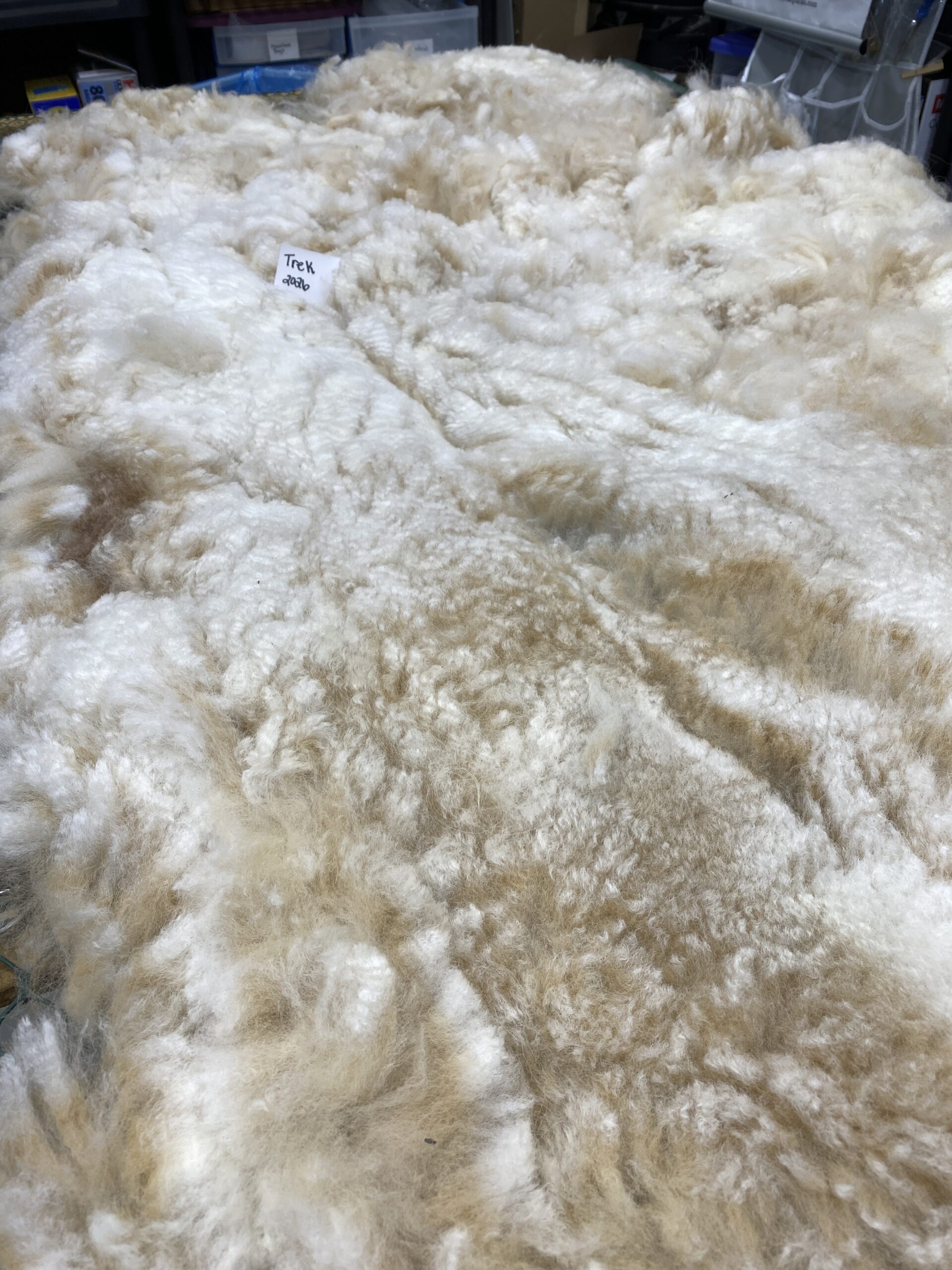 2026~ Lofty dense white Alpaca Fleece~Trek - Image 6