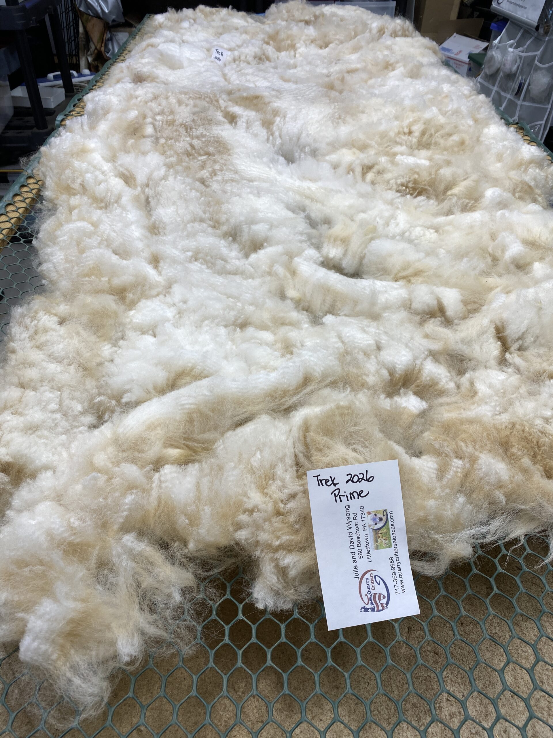 2026~ Lofty dense white Alpaca Fleece~Trek - Image 5