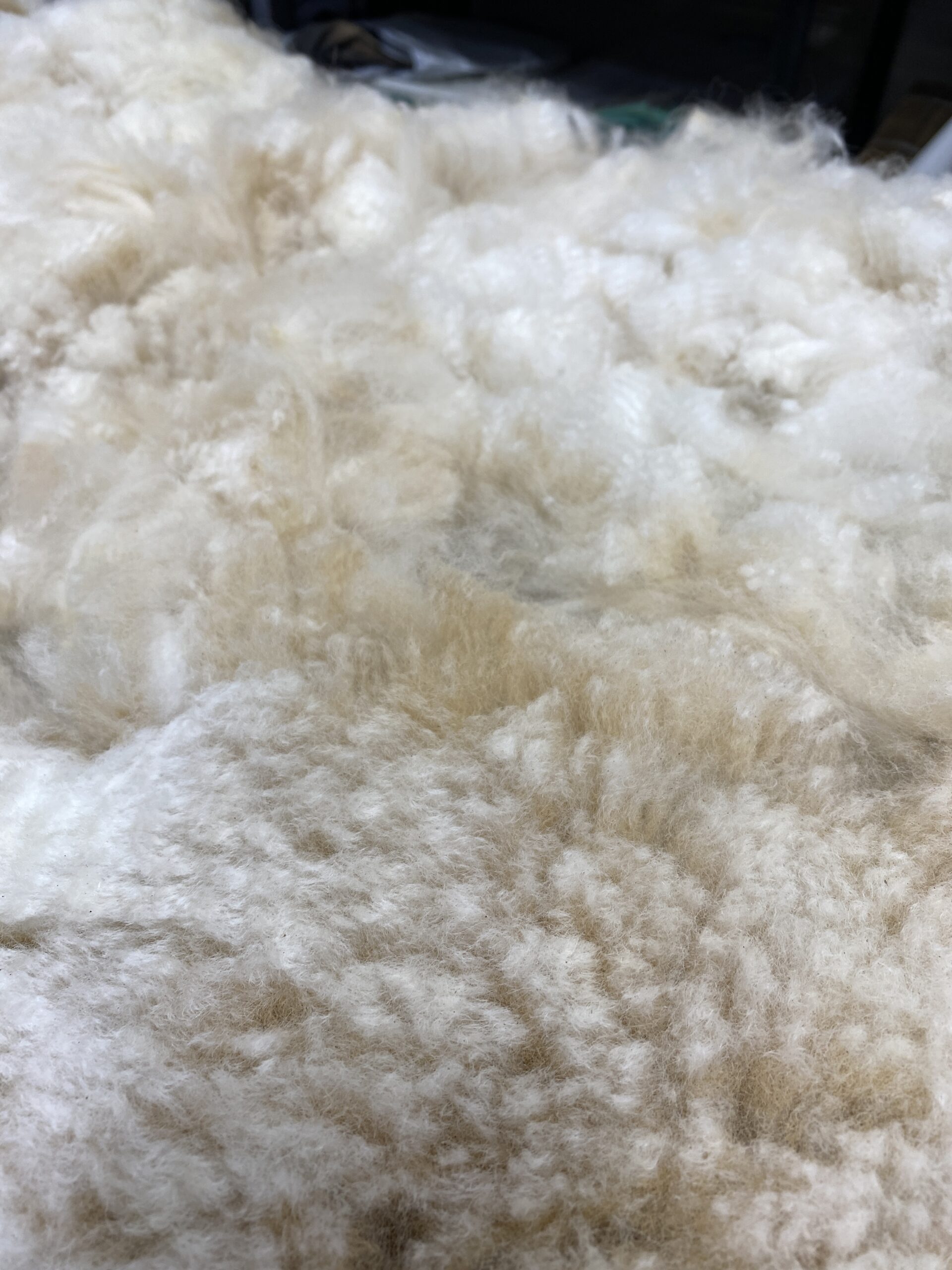 2026~ Lofty dense white Alpaca Fleece~Trek - Image 4