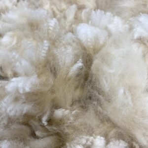 2026~ Lofty dense white Alpaca Fleece~Trek