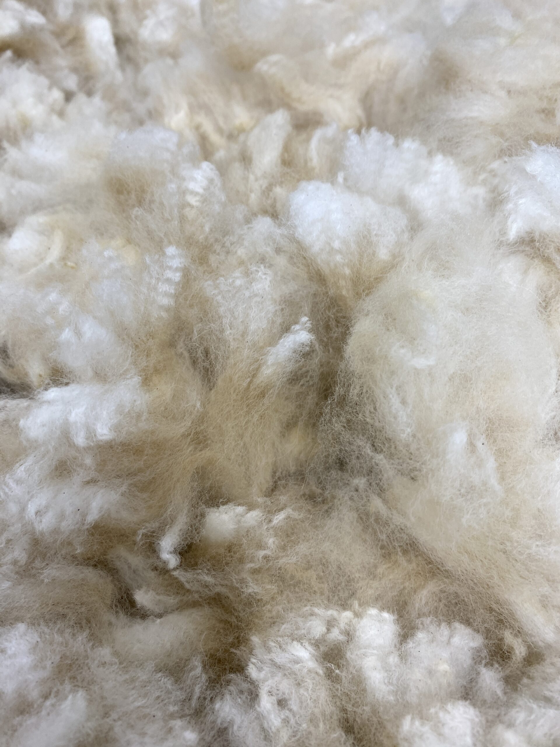 2026~ Lofty dense white Alpaca Fleece~Trek