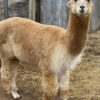 Sold -2024 Raw Fawn Fleece - Reggie - Image 7