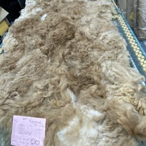Sold -2024 Raw Fawn Fleece - Reggie