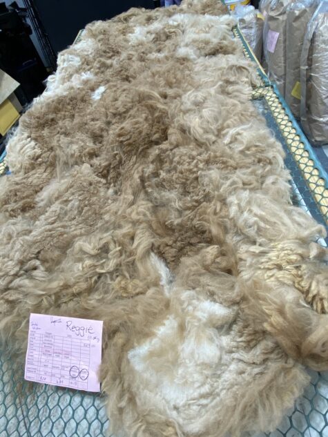 Sold -2024 Raw Fawn Fleece - Reggie