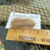 Sold -2024 Raw Fawn Fleece - Reggie - Image 6