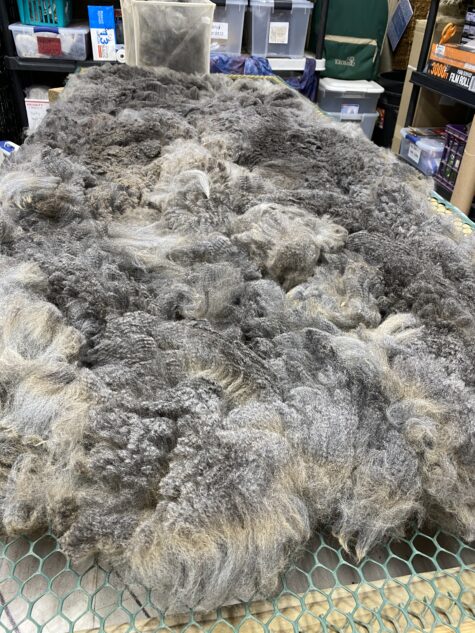 Sold ~2024 Medium Silver Grey Fleece - Spitz