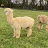 2024~~Zipper like crimp white Alpaca Fleece~Trek - Image 2