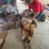 Processing 101 - Characteristics and skirting Alpaca Fibers - Image 7