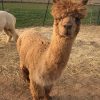 Processing 101 - Characteristics and skirting Alpaca Fibers - Image 6