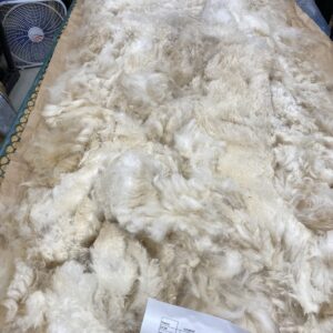 SOLD      2024 White Fleece ~ Ichabod